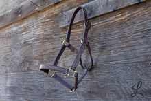 Load image into Gallery viewer, Dark Brown Leather Halter with Brass Hardware, Gold Stitching