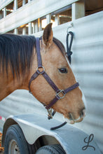 Load image into Gallery viewer, Dark Brown Leather Halter with Purple Buckstitch and Stitching